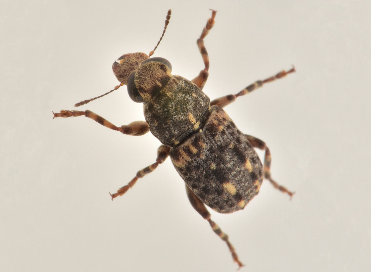 Anthribidae: Ulorhinus bilineatus